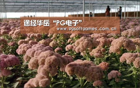 pg电子模拟器手机版